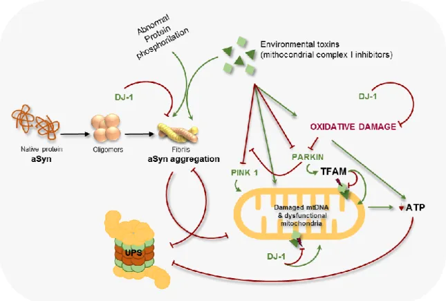 Fig. 1.4. Common intersecting pathways underlying PD pathogenesis. aSyn undergoes aggregation due  to pathogenic mutations which in turn compromise ubiquitin proteasome function (UPS) and cause mitochondrial  dysfunction