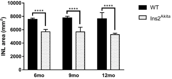 Fig. 3.3. INL area (mm 2 ) of WT and Ins2 Akita  mice. N=5 to 6 and 9-months old group; N=3 to 12-months old  group