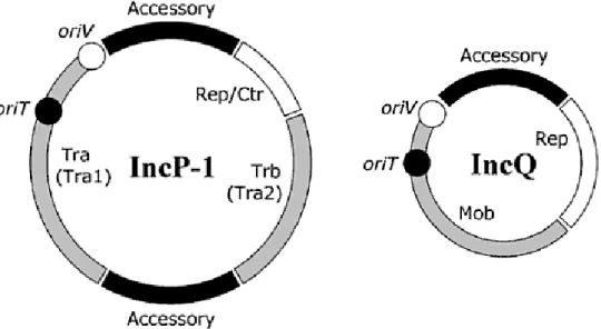 Fig 1. Schematical structures of IncP-1 and IncQ plasmids. The white area represents the  regions for plasmid replication and control; the grey one, those genes involved in plasmid  transfer (or mobilization); black symbolize the accessory genes (Lipps, 20