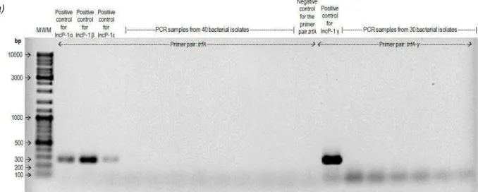 Figs 4a and 4b. Example of agarose gels for analysis of IncP-1 PCR amplifications. 5 µl of  every amplification product were loaded onto 1.5% agarose gels and ran for 70 minutes at 80  V