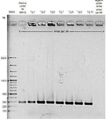 Fig 6. Image of the agarose gel where the amplification products of the PCR screening  made over seven transconjugants for the IncP-1 α, β or ε BHR plasmids were detected