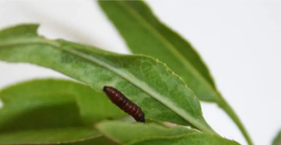 Figura 10.5 - Larva de Anarsia lineatella 