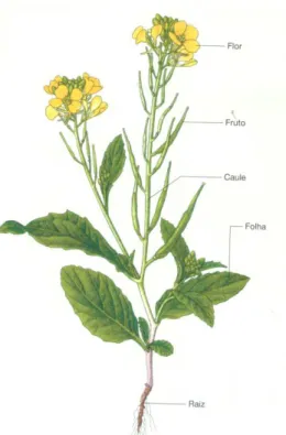 Figura 6: Constituição de uma planta com flor (in Peralta et al, 2010 p.8) 