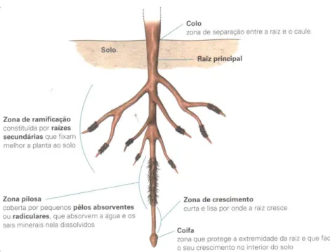 Figura 7: Constituição de uma raiz subterrânea aprumada (in Peneda et al., 2010 p.81)  Uma  raiz  é  fasciculada  se  tem  um  feixe  de  raízes  onde  não  se  distingue  uma  raiz  principal  e  é  tuberosa quando acumula substância de reserva, como cons