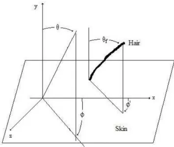 Figure 1 - Hair geometry: θ f   = angle of the hair in relation to the normal to the skin; φ´= angle between the hair projection on the sin and the hair dominant direction.