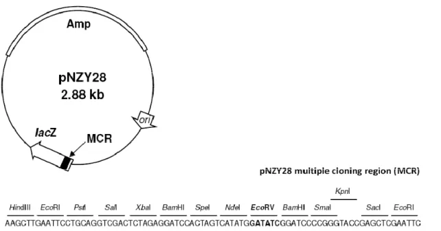 Figura II.7 – Desenho do vector de subclonagem, pNZY28 ® com os locais de clonagem evidenciados (MCR) no gene   