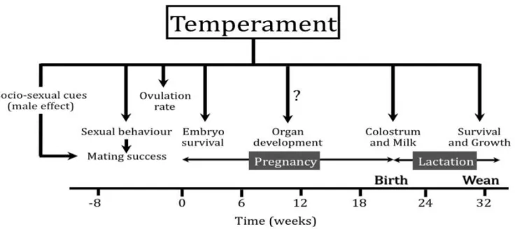 Figure 3 - Diagram summarising the effects of selection for calm or nervous temperament on the reproductive biology of Merino sheep.