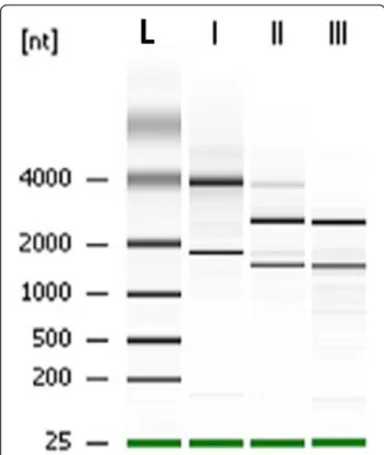 Figure 3 Size chromatographic separation of RNAs. Total RNA were extracted from (I) unifected U937 cells, (II) B