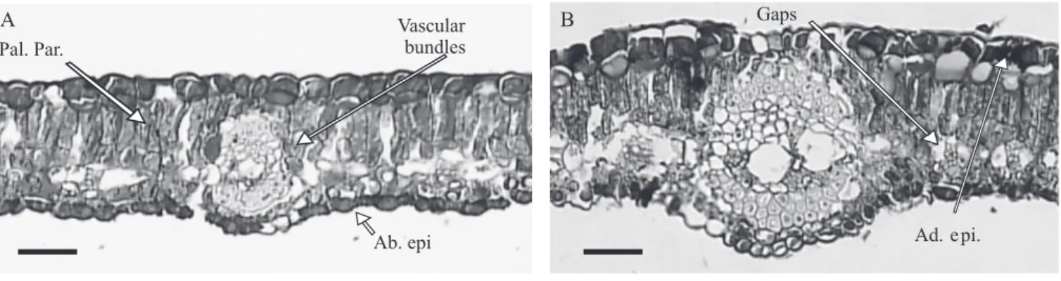 Figure 4 - Photomicrograph of the cross section of the leaf of unincubated Sabiá plants (A) and of Sabiá plants incubated for 48 hours (B)