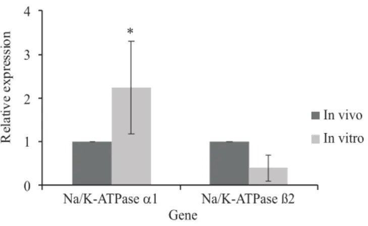 Figure  2  - Relative gene expression of Na/K-ATPase α1 and Na/