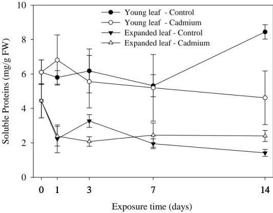 Figure 2.4 – Protein content in young and expanded leaves of lettuce. 