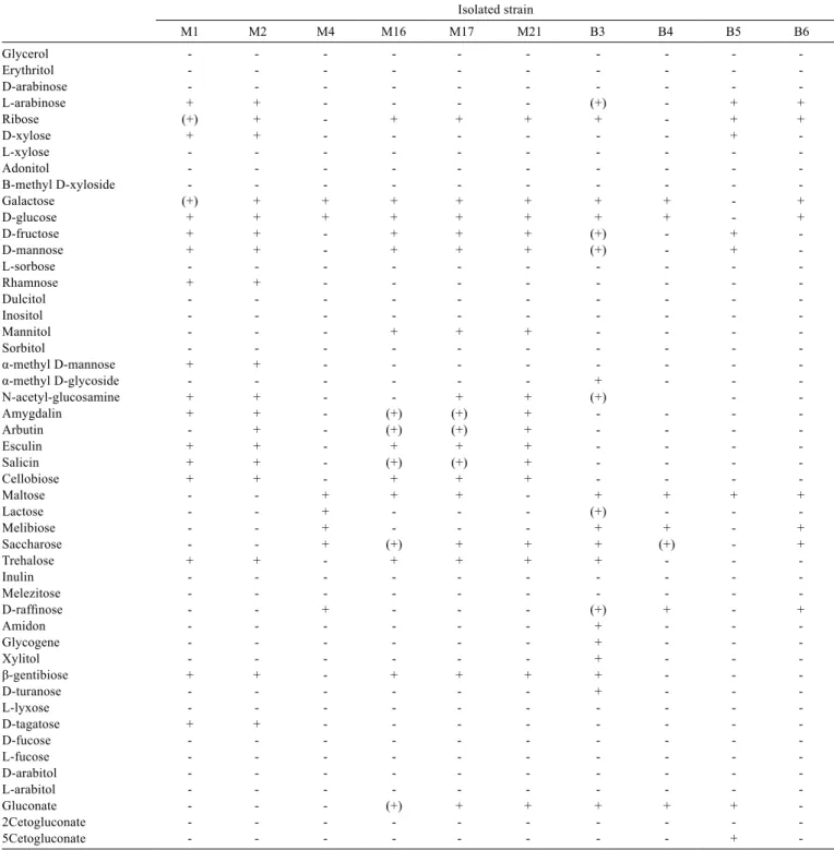 Table 4 - Fermentation standard of isolated strains from signalgrass and mombasa grass of lactobacillus genus