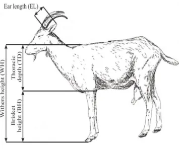 Figure 1 - Physical measurements collected from goats in study. 