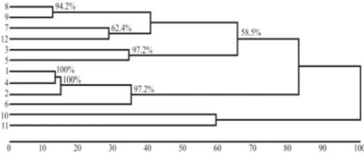 Figure  2  -  Dendrogram  obtained  from  the  standardized  mean  Euclidean  distance  and  the  clustering  method  of  nearest  neighbor  based  on  biometric  data  from  12  goat populations