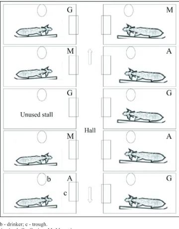 Figure 1 - Animals disposed in individual stalls in the shed where  they were kept conﬁned during the experiment.