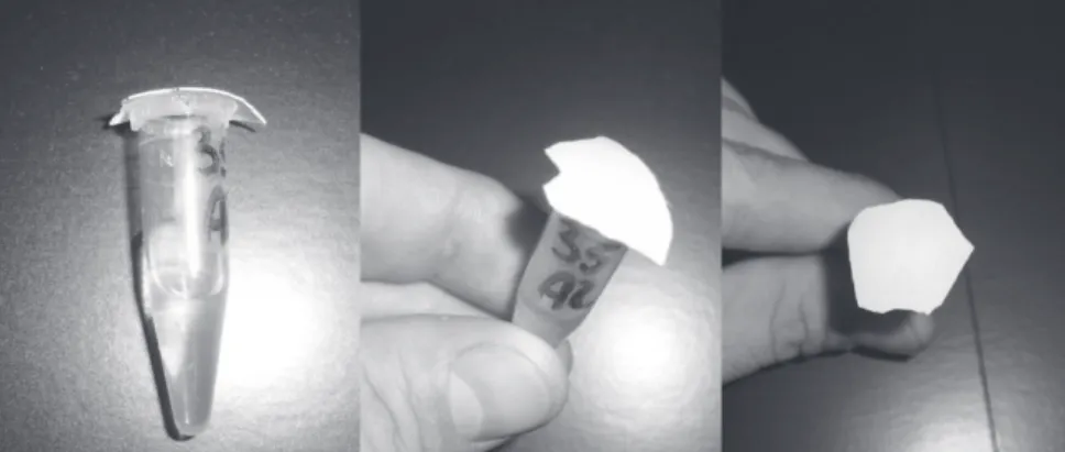 Figure 1 - Plastic microtube (1.5 mL) containing 1 mL of distilled water, with the eggshell fragment (± 2.0 cm²) glued across the opening.