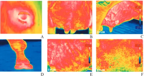 Figure 1 - Images measured with infrared thermography in different regions of the animal body