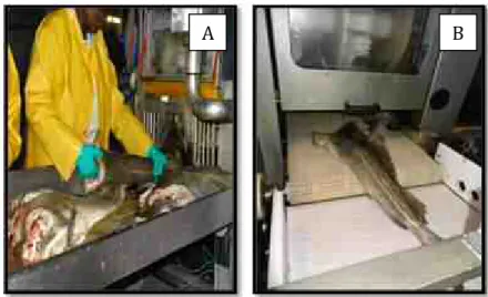 Figura 10 — Colocação do bacalhau no escalador mecânico automático (A); bacalhau escalado à saída do  escalador mecânico automático (B)