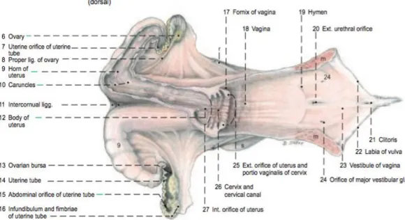 Figura 3 – Aparelho reprodutor Feminino Bovino (Budras et al., 2008) 