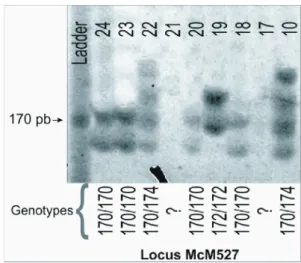 Figure 2 - Example of genotyping using electrophoresis and silver  staining at locus McM527.
