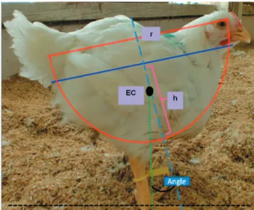 Figure 1 - Assessment of broiler equilibrium condition and posture  angle.