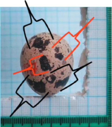 Figure 2 - Measurement of the size of spotted area-2.