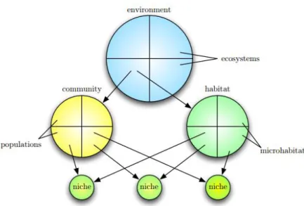 Figure 3.11 - Ecosystem Structure Adapted from: Briscoe, 2009) 