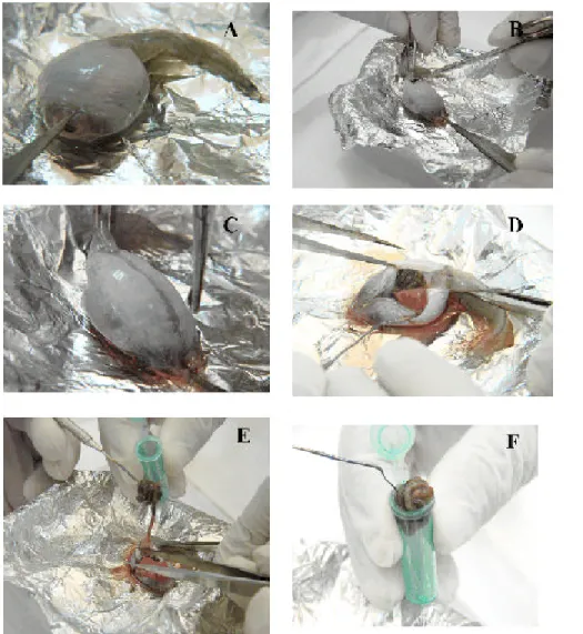 Figure 1 - Details of the beginning of the autopsy of the bullfrog tadpole (A); placing a clamp in the mouth and another one in the tail (B); initial incision in the ventral region (C); aspect of the topography of the intestinal handles (D); withdrawal of 