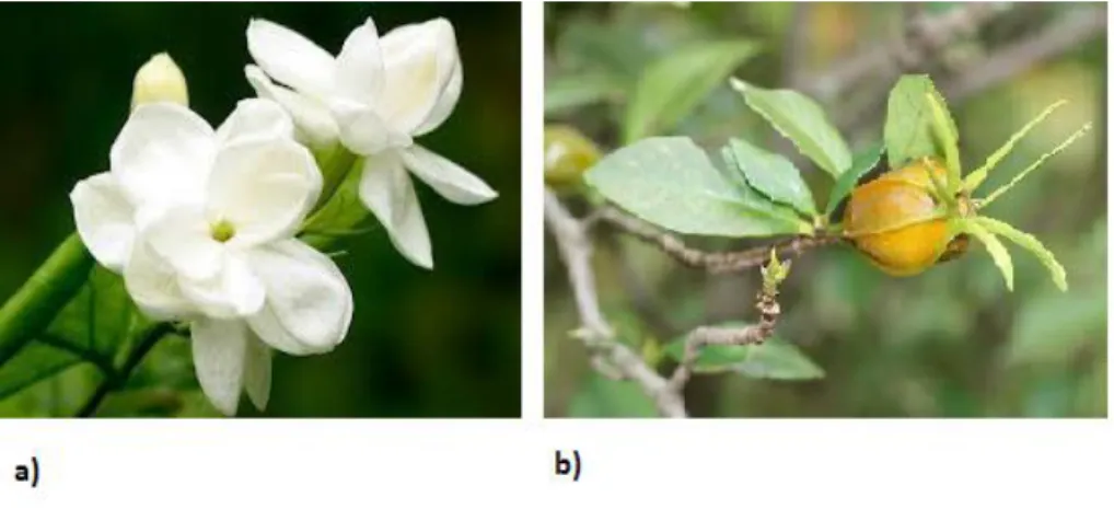 Figura 2-5: Flor a) e fruto b) da planta Gardenia jasminoides Ellis. 