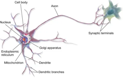 Figure 2 | Neuron 