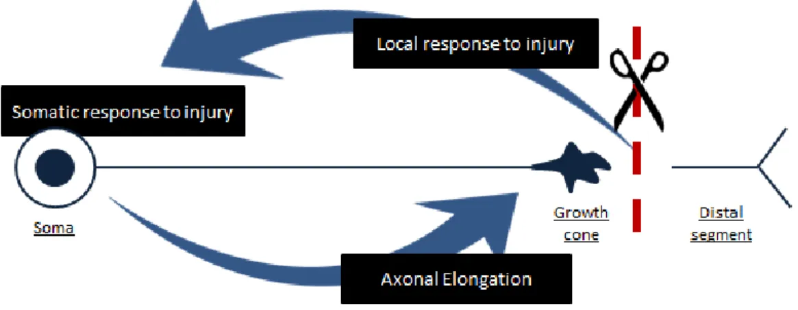 Figure 10 |Activation of the regeneration program following injury 
