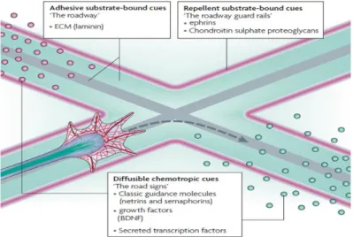Figure 12 | Extracellular cues determine the  elongation pathway of the axon  By  exerting  over  the  growth  cone  repulsive  and  attractive  interactions,  extracellular  cues  determine  the  elongation  pathway  of  the  growing  axon