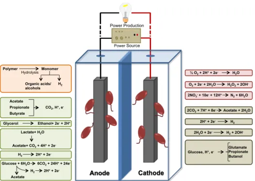 Figure  1  summarizes  the  reactions  that  may  occur  in  anodes  and  cathodes of METs