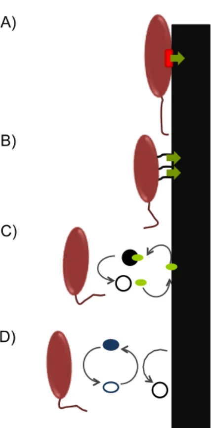 Figure  4.  Mechanisms  for  extracellular  respiration.  From  top:  A)  The  substrate  (solid  black rectangle) is reduced directly by the outer-membrane cytochrome (red rectangle)  in  the  cell  surface;  B)  Conductive  nanowires  form  a  bridge  fr