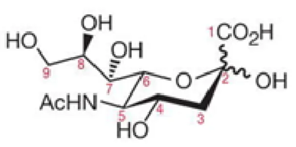 Figure I.1 - Representation for the chemical structure of Neu5Ac, a structure common to most of Sias