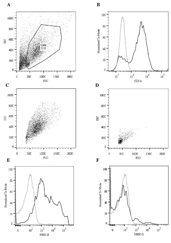 Figure  III.1-  Identification  of  BMDCs  obtained  within  8  days  of  differentiation,  through  Flow  Cytometry  analysis