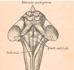 Figura 1. Vista posterior do bolbo raquidiano (Soeiro, 1930, 1950).