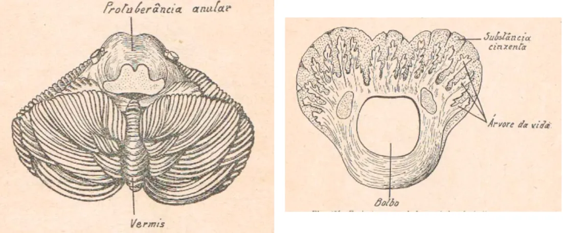 Figura 2. Cerebelo (lado esquerdo) e árvore da vida (lado direito) (Soeiro, 1930).