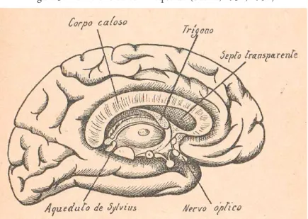 Figura 3. Hemisfério cerebral esquerdo (Soeiro, 1930, 1950).