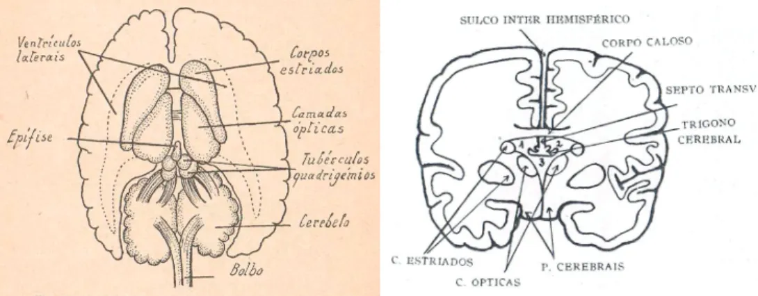 Figura 5. Encéfalo visto pela parte superior, supondo o cérebro transparente (Soeiro, 1930; lado  esquerdo) e corte transversal do encéfalo (Primo, 1939; lado direito).