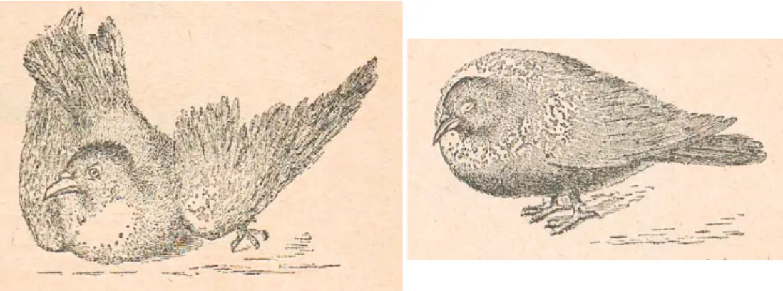 Figura 7. Pombos a que se extraiu o cerebelo (lado esquerdo) ou o cérebro (lado direito) (Soei- (Soei-ro, 1930).