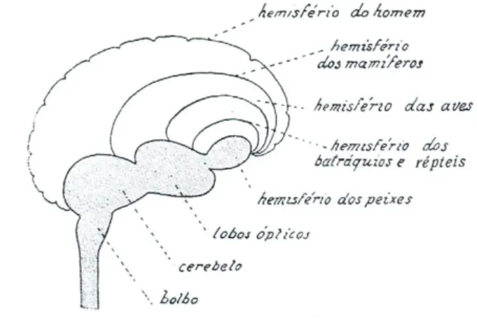 Figura 8. Comparação da grandeza relativa dos hemisférios cerebrais dos vertebrados (Soeiro,  1930; Lima &amp; Soeiro, 1950).