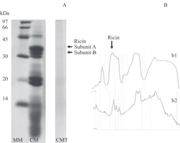 Figure  1  -  Polyacrylamide  gel  (SDS-PAGE)  for  the  evaluation  of the effectiveness of the treatment with castor seed  meal (CM) with 60 g CaO/kg natural matter (CMT) in  the disappearance of ricin (subunit A with 35 kDa and  subunit B with 29 kDa) [