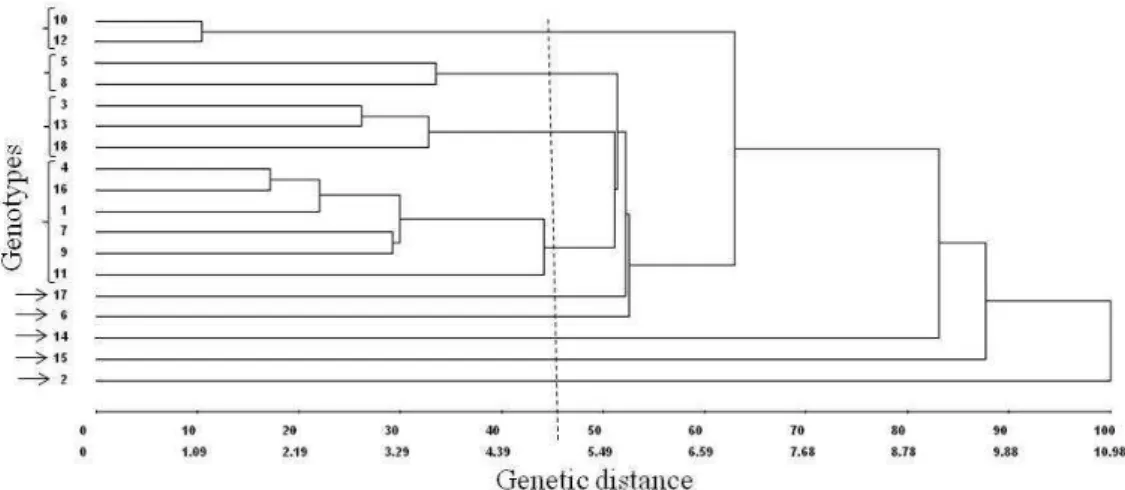 Figure 1 - Dendogram of genetic dissimilarities between genotypes of forage peanut, obtained by the hierarchical method of the nearest neighbor by using the generalized distance of Mahalanobis.