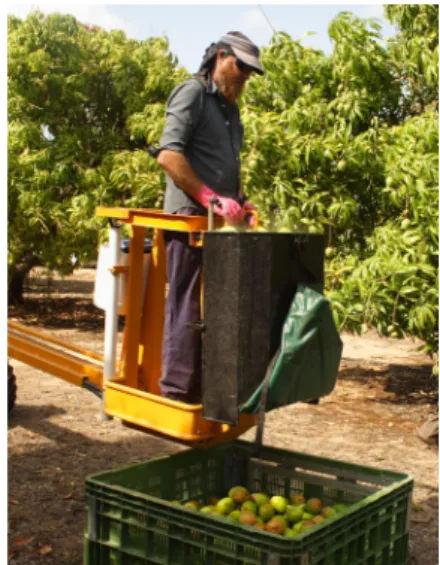 FIGURE 1  -   Australian mango harvest-aid used  in field uses a detergent covered tar  -paulin to catch fruit and cover them  in a protective layer of detergent to  prevent sap-burn.