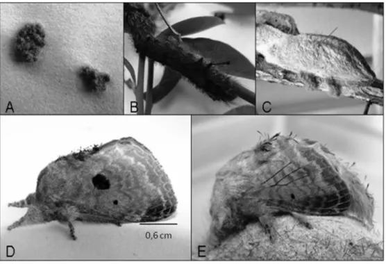 FIGURE 1- Tolipe innocens. A) Eggs; B) Caterpillar; C) Pupal cocoon; D) Adult female;  E) Adult male.