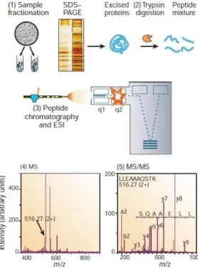 Figure 1.4 Generic workflow schematization of a mass spectrometry (MS) proteomics experiment: 
