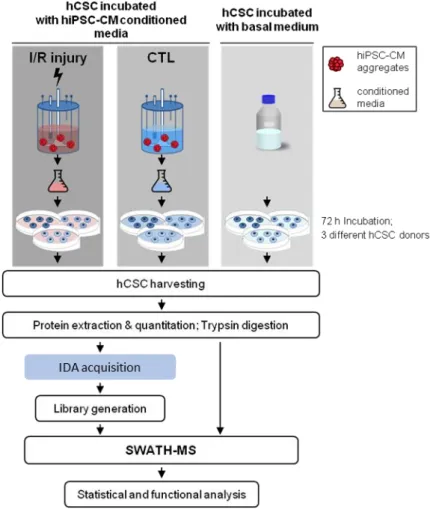 Figure  3.2  Experimental  design  and  proteomic  workflow.  Conditioned  media  of  Human  induced  pluripotent  stem  cell  derived  cardiomyocytes  (hiPSC-CMs)  (pool  of  2  biological  replicates)  from  Ischemia/Reperfusion  (I/R)  injury  and  cont