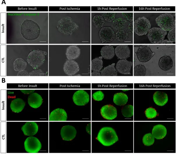 Figure  4.2  Viability  of  hiPSC-CMs  aggregates  subjected  to  the  I/R injury.  The  viability  of  hiPSC-CM  aggregates viability was assessed by NucView Caspase-3 Staining (green) (A) and by double cell staining  with FDA (live cells, green) and PI (