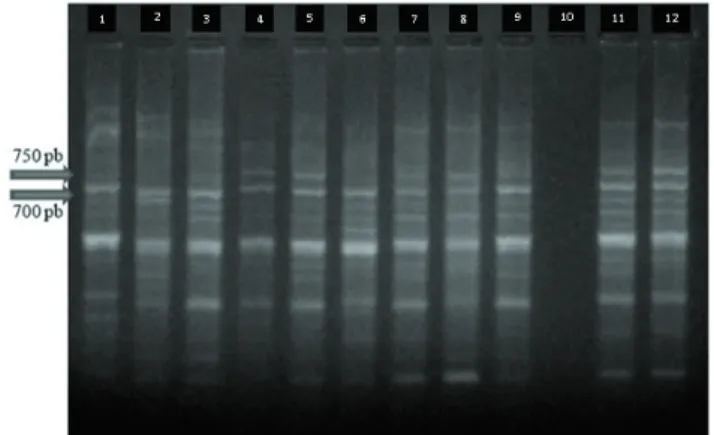 Figure  3  - Agarose  gel  at  1.8%  with  the  sexual  female  parents  Q4188,  Q4205,  and  C44X  (columns  1,  2,  and  3),  apomictic male parents André da Rocha and Bagual  (columns  4  and  5),  Pensacola  (column  6),  hybrids  A24, A25, A26, A28, A
